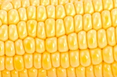 Corn on the cob (full-frame)
