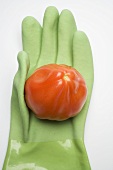 Tomato on green rubber glove