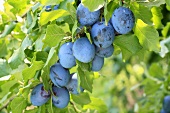 Plums on the tree