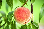 Peach on the branch