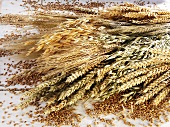 Various cereal ears (wheat, rye, oats, barley)