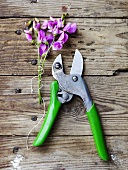Secateurs and flowers on wooden background