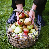 Picking apples in garden
