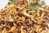 Fresh chanterelles, close-up