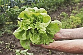 Man holding fresh lettuce in garden