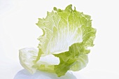 Iceberg Lettuce Leaf