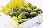 Fresh pickles and dill blossoms