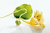 Nasturtium with yellow flower and seed