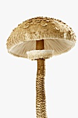 Parasol mushroom, close-up