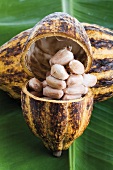 Cacao plant, husk and beans on leaf