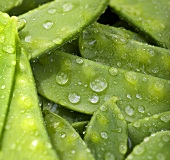 Mangetout with drops of water