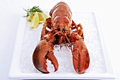 Lobster on ice with slices of lemon