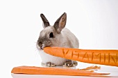 Bunny eating carrot