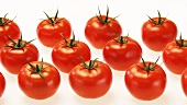 Frische Tomaten in Reihen