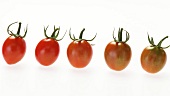 Unreife und reife Tomaten