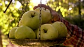 Hand legt Apfel vom Baum in eine Waagschale