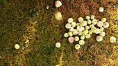 Apples falling from the tree