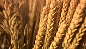 Ears of wheat and oats (close-up)