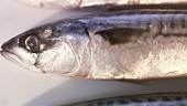 Mackerel (close-up)
