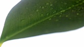 Grünes Blatt mit Wassertropfen (Close Up)