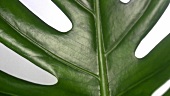 Philodendron leaf (close-up)