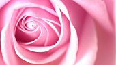 Eine rosa Rose (Close Up)