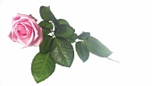 Eine rosa Rose mit Wassertropfen (Close Up)