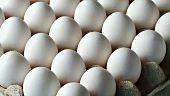 weiße Eier im Eierkarton