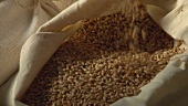 Grains of wheat in a sack