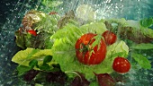 Washing mixed salad leaves and tomatoes
