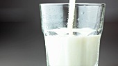 Ein Glas Milch eingiessen