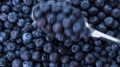 Blueberries with spoon (full-frame)