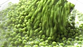 Boiling peas in water