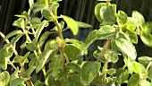 Watering oregano plant