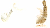 Prawn tails floating in water (white background)
