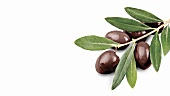 Zweig mit schwarzen Oliven