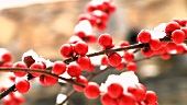 Red winter berries covered with snow