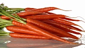 Fresh Bunch of Carrots with Greens on White Background