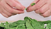 Stems being removed from baby spinach