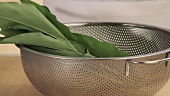 Ramson leaves in a sieve