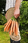 Farmer holding fresh carrots in garden