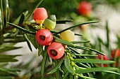 Yew twigs with berries