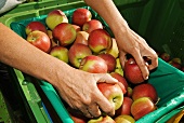 Hände sortieren frisch geerntete Äpfel