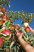 Apple crop, picking apples, close up