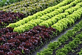 Field of leaf salad