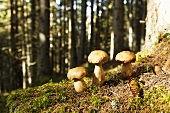 Ceps in forest, close-up