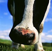 Cow's muzzle with fly