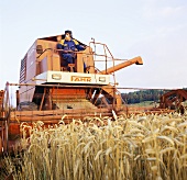 Combine harvester at work