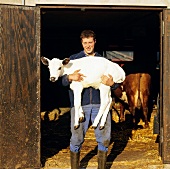 Farmer carrying a calf