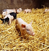 Piglets in pigpen